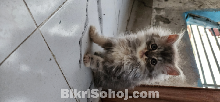 Persian Male kitten